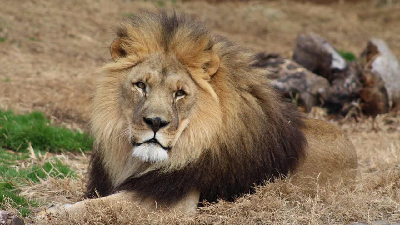 Kofi The Tulsa Zoo Lion Dies Of Kidney Disease