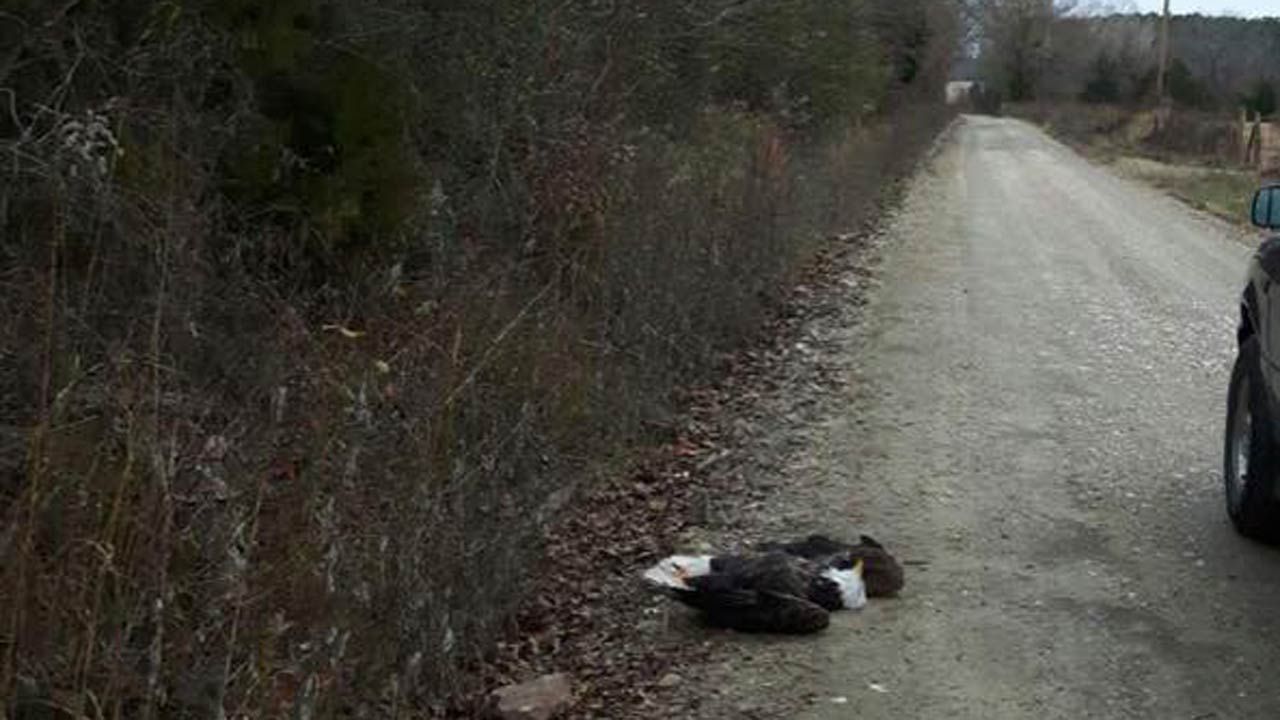 Bald Eagle Shot To Death In SE Oklahoma