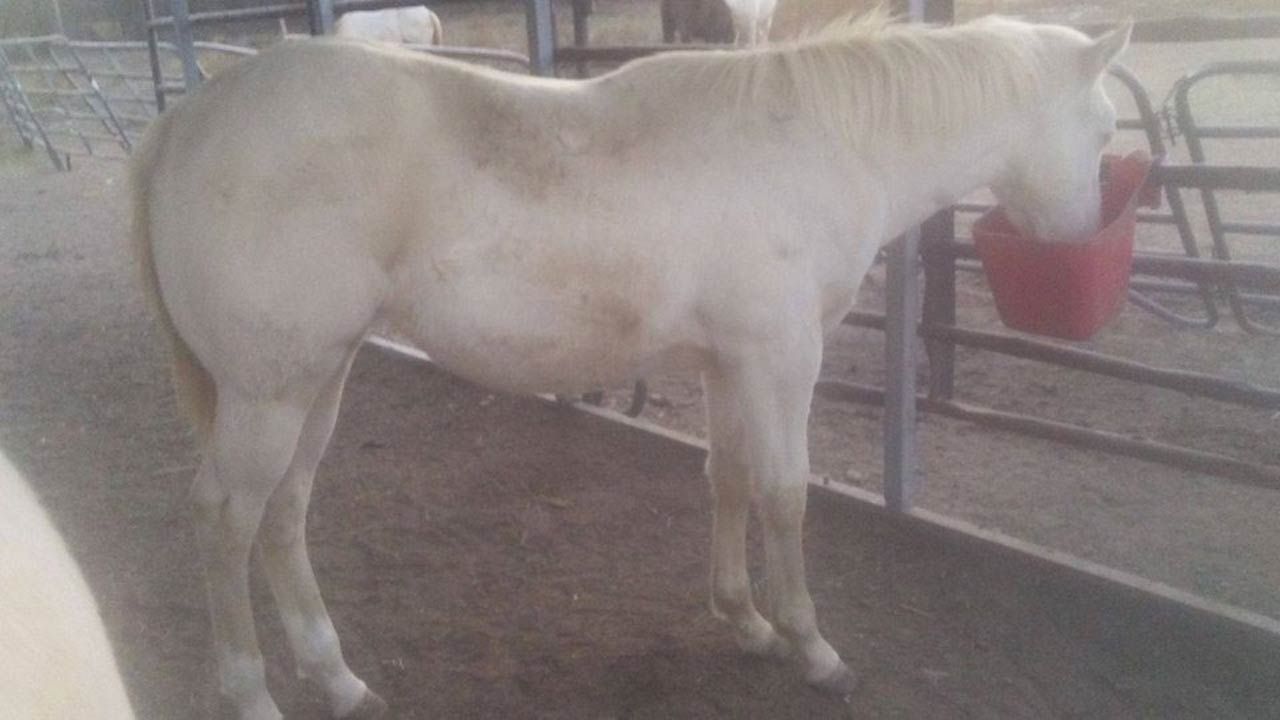 Wagoner County Woman Offering Reward After Horse Shot, Killed