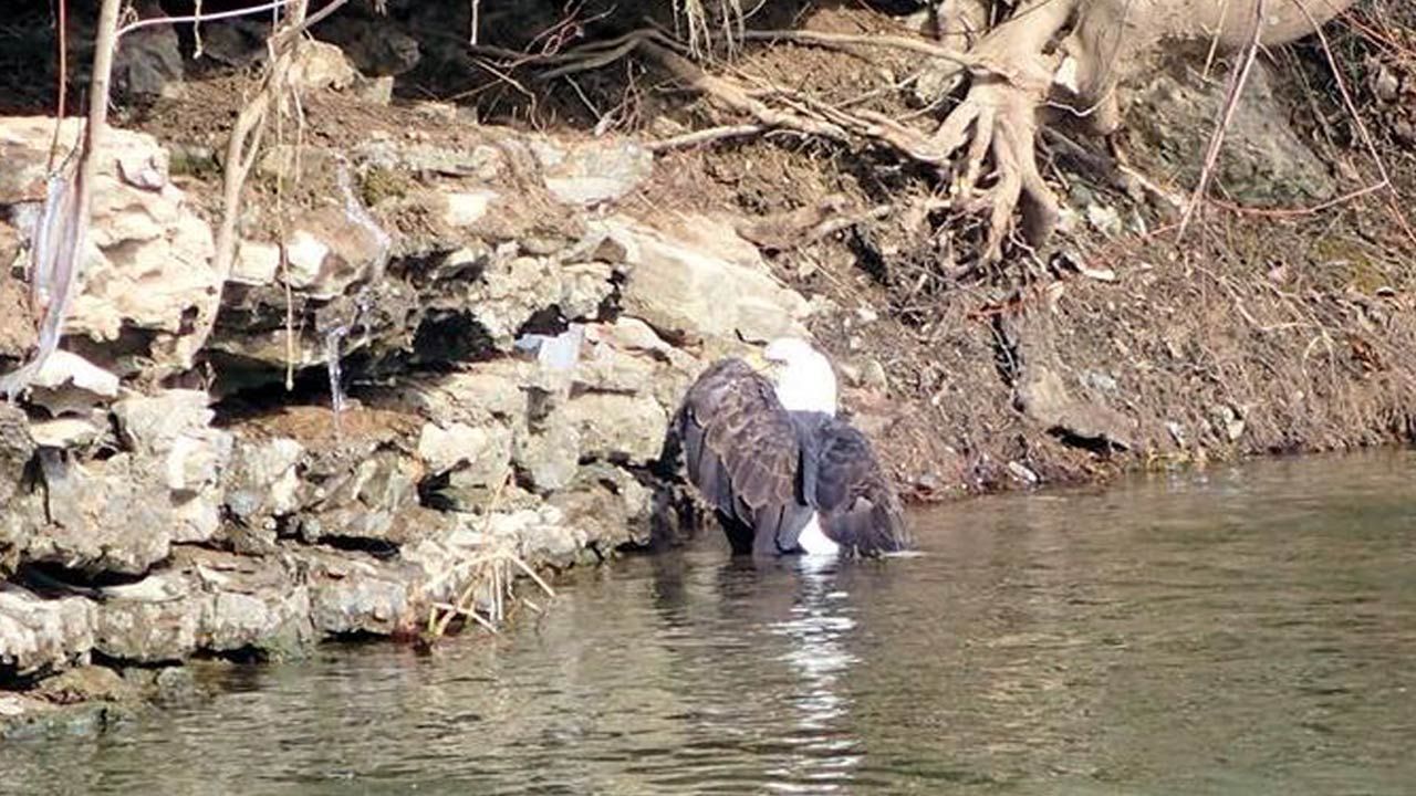 Friends On Illinois River Float Trip Rescue Trapped Bald Eagle