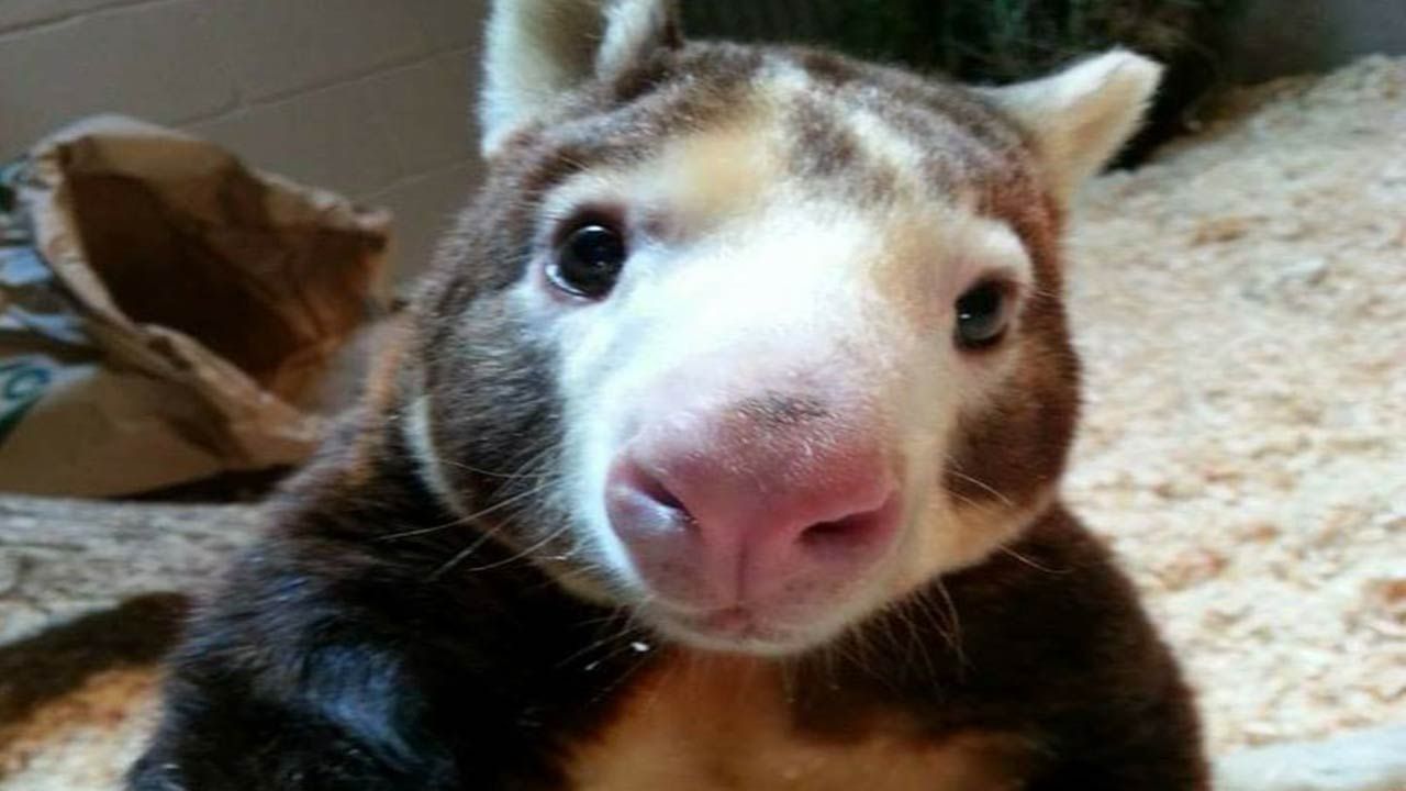 Hip Hop Hooray: Paul Is Now The Oldest Tree Kangaroo In US