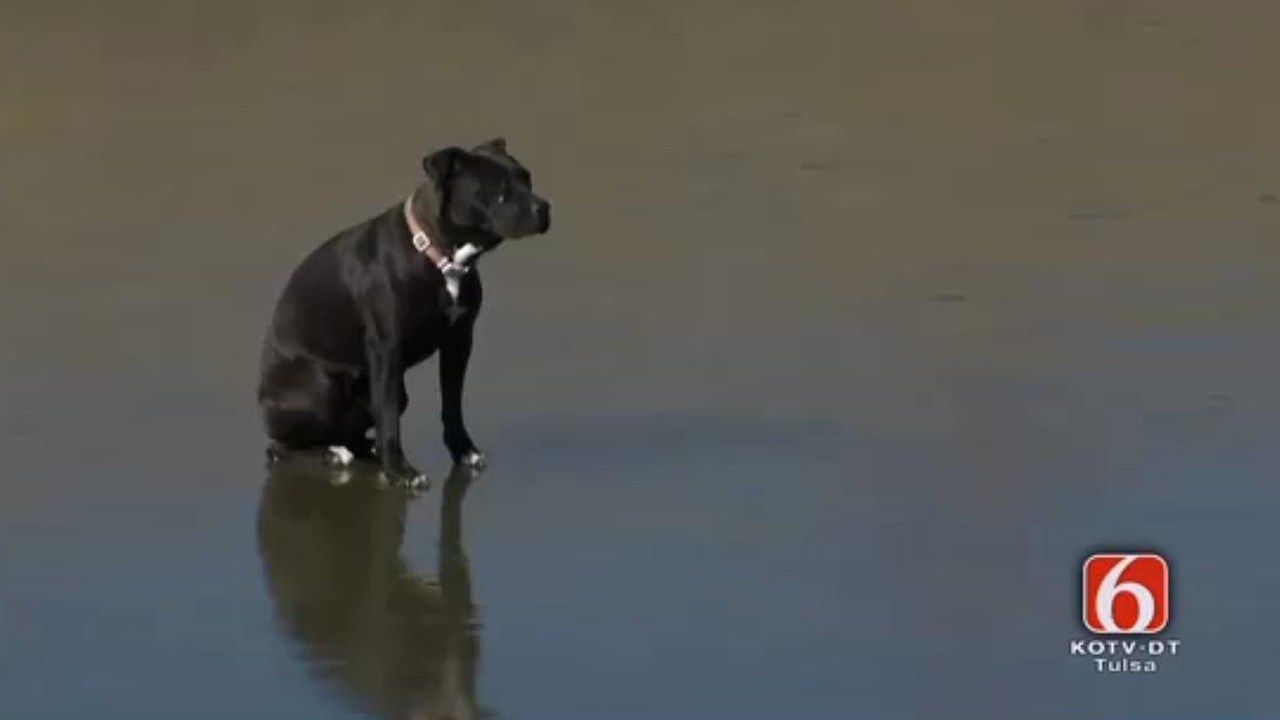 RESCUED: Dog Stuck On Frozen Tulsa Creek