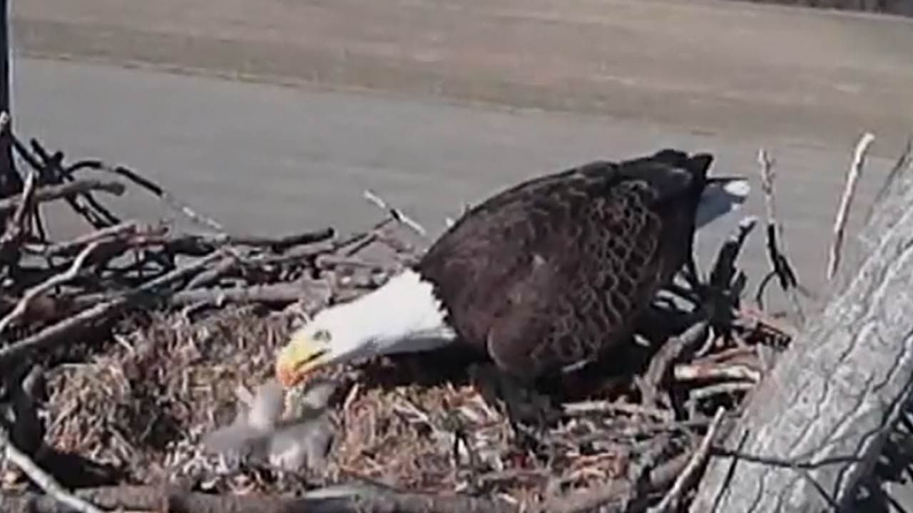Two Chicks Hatch On Bald Eagle Cam Near Vian