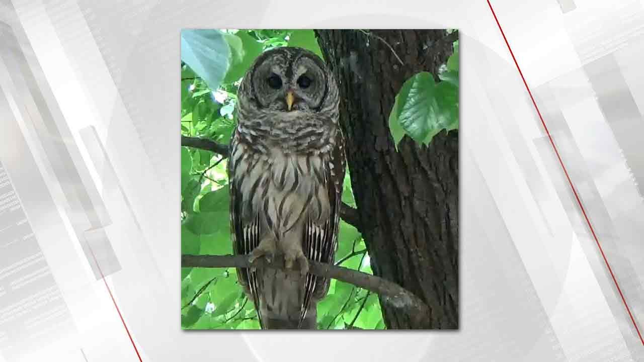 Sofie, Famous Barred Owl Of Midtown Tulsa, Dies
