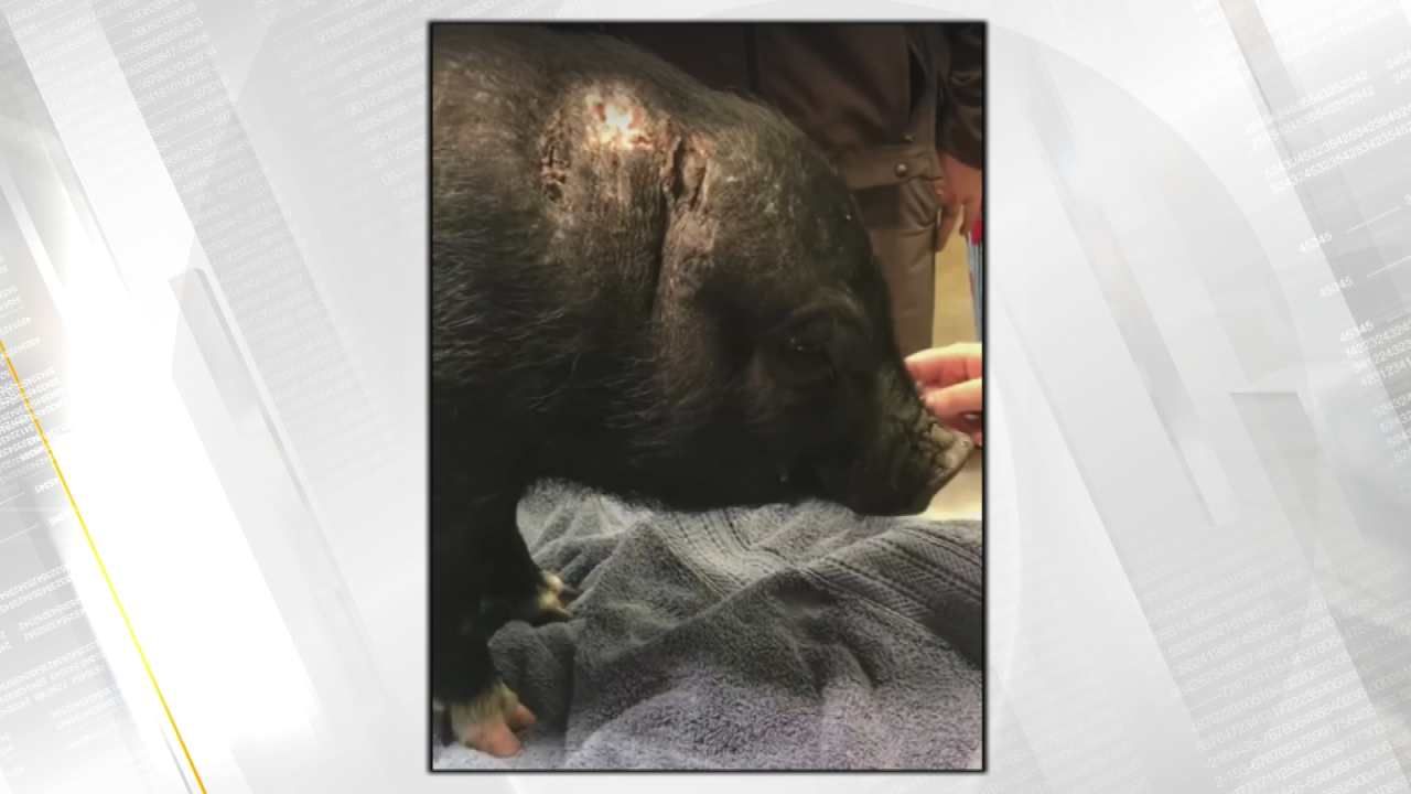 Tortured Pig Rescued, Taken To Wild Heart Ranch