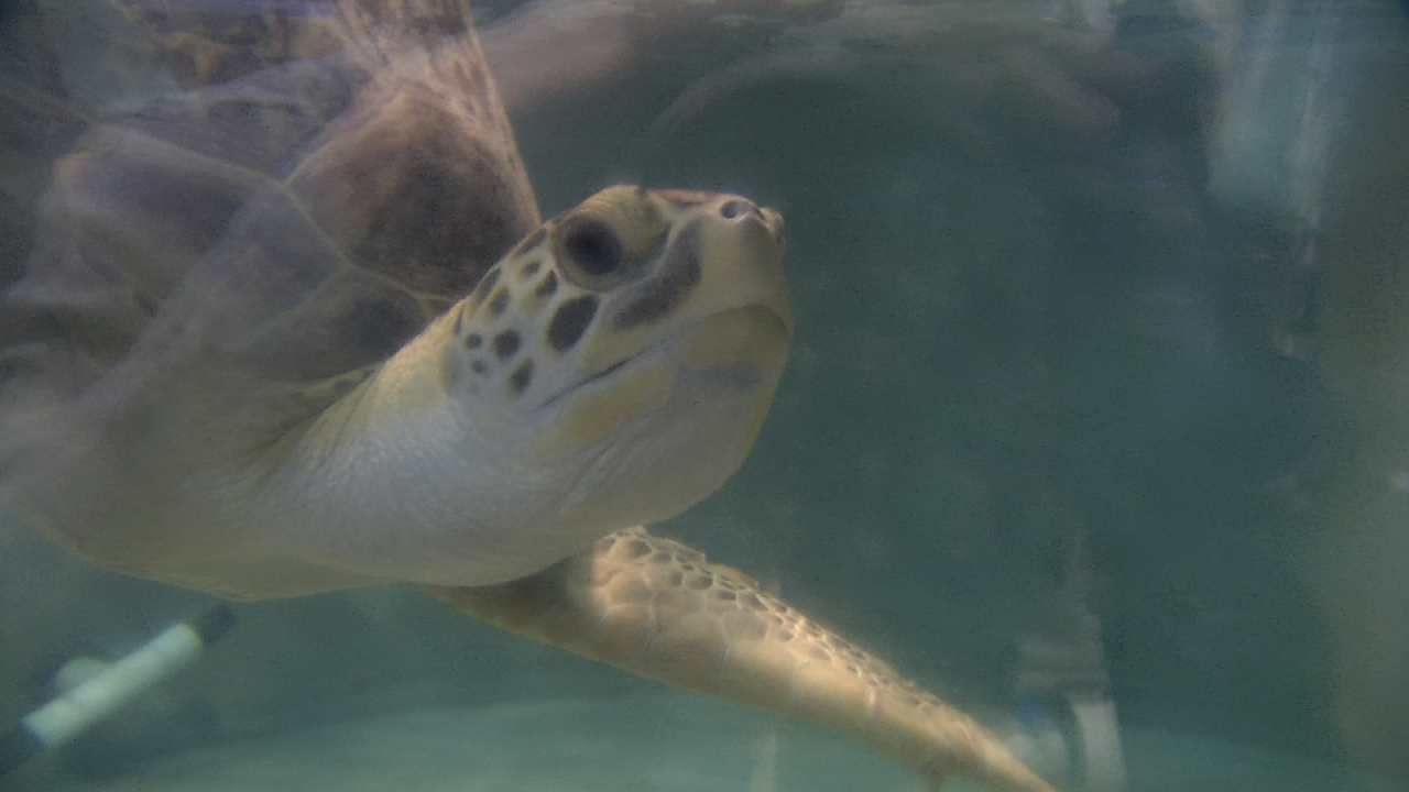 Oklahoma Sea Turtle To Leave For Texas