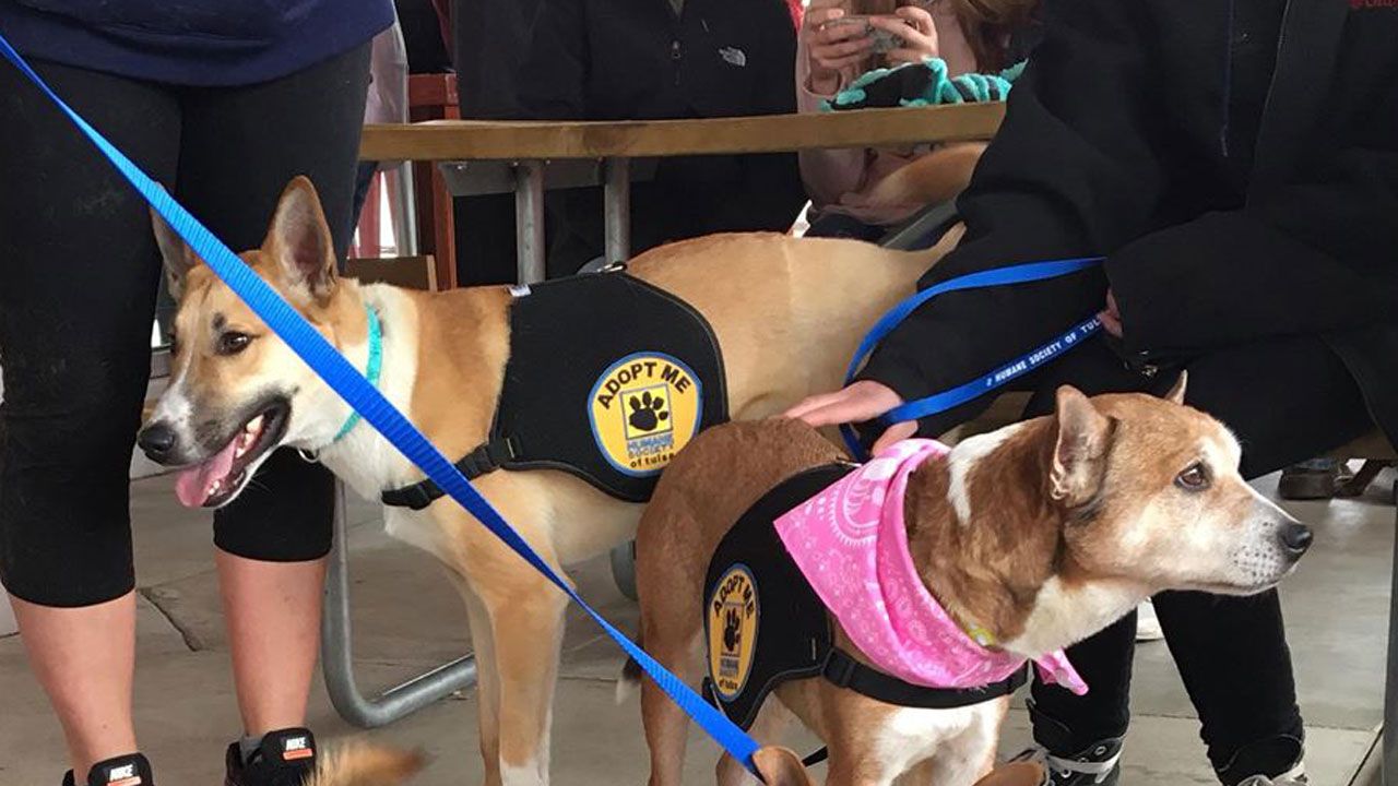 New Urban Dog Park Opens in Tulsa