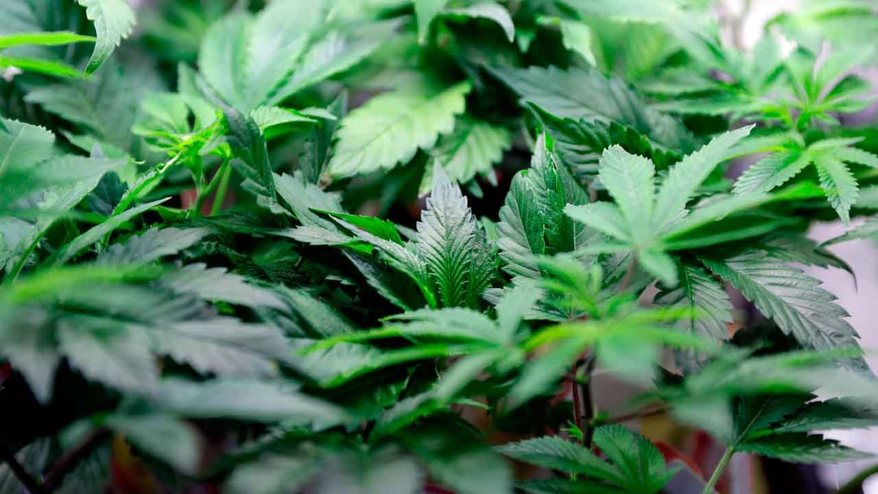 Group Collecting Signatures To Legalize Recreational Marijuana