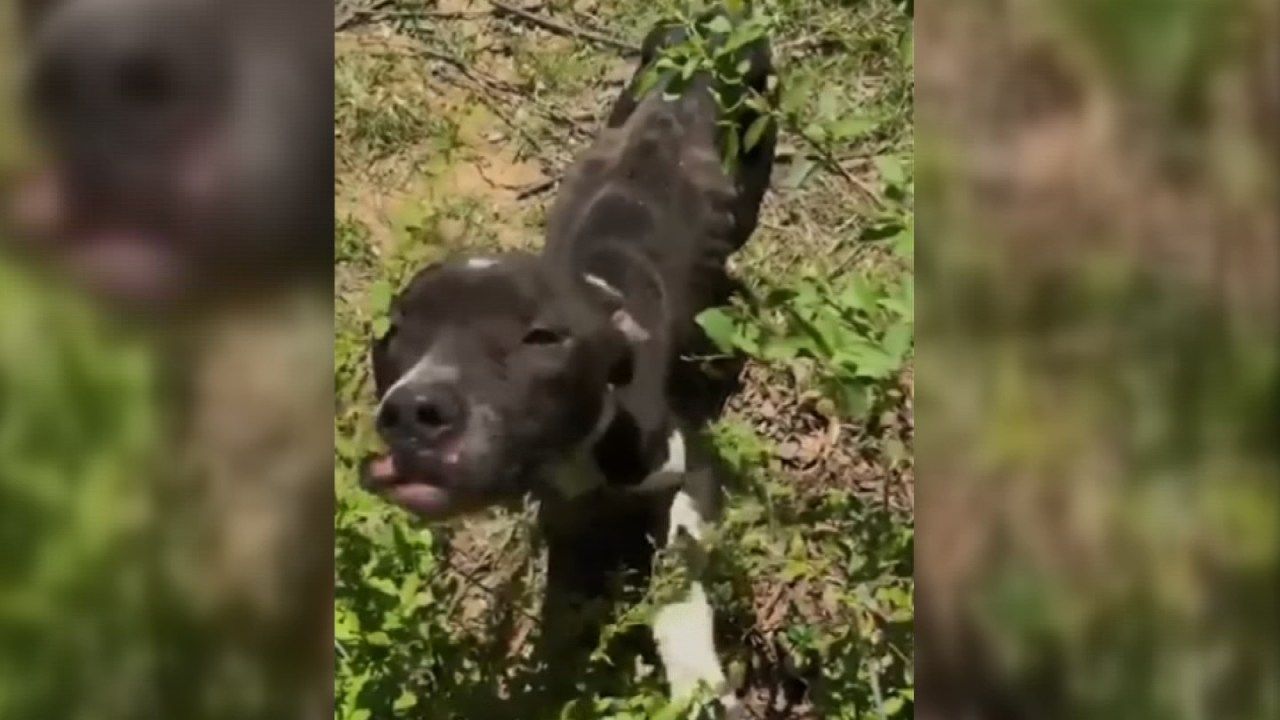 Animal Rescue Group Discovers Gruesome Scene In Tulsa Backyard