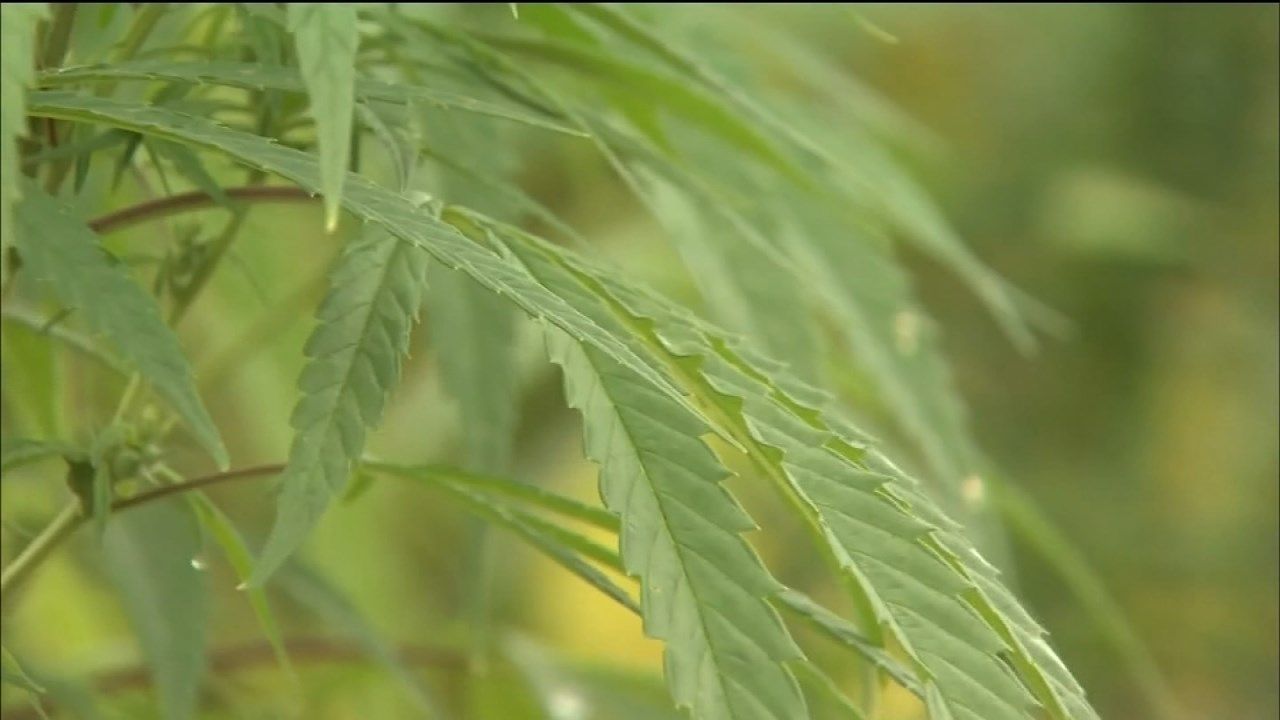 Governor Signs Bill Legalizing Industrial Hemp Pilot Program