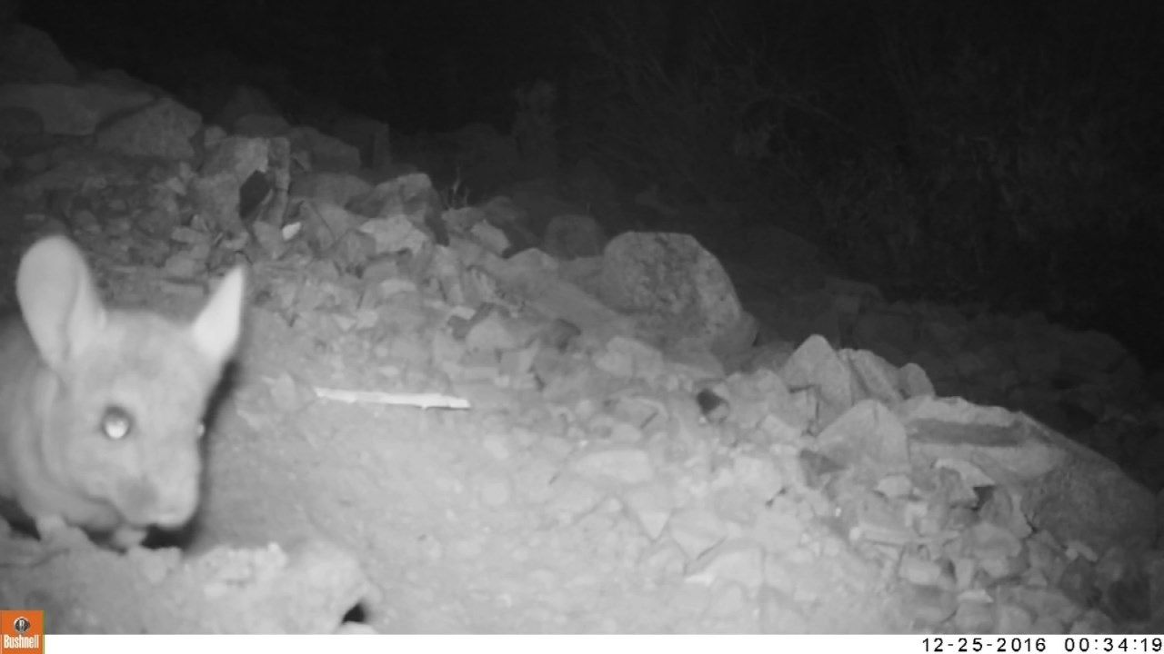 Tulsa Zoo Hosting Beer Tasting Benefit For Wild Chinchillas