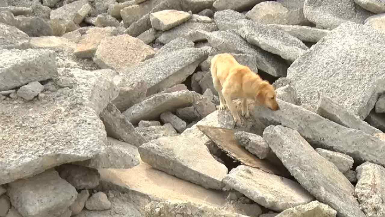 Search And Rescue K-9 Teams Ready For Severe Weather