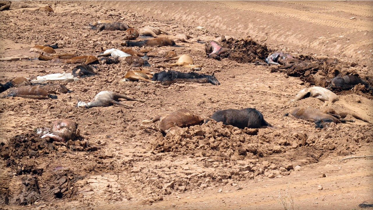 Nearly 200 Horses Found Dead Amid Southwest Drought In Arizona