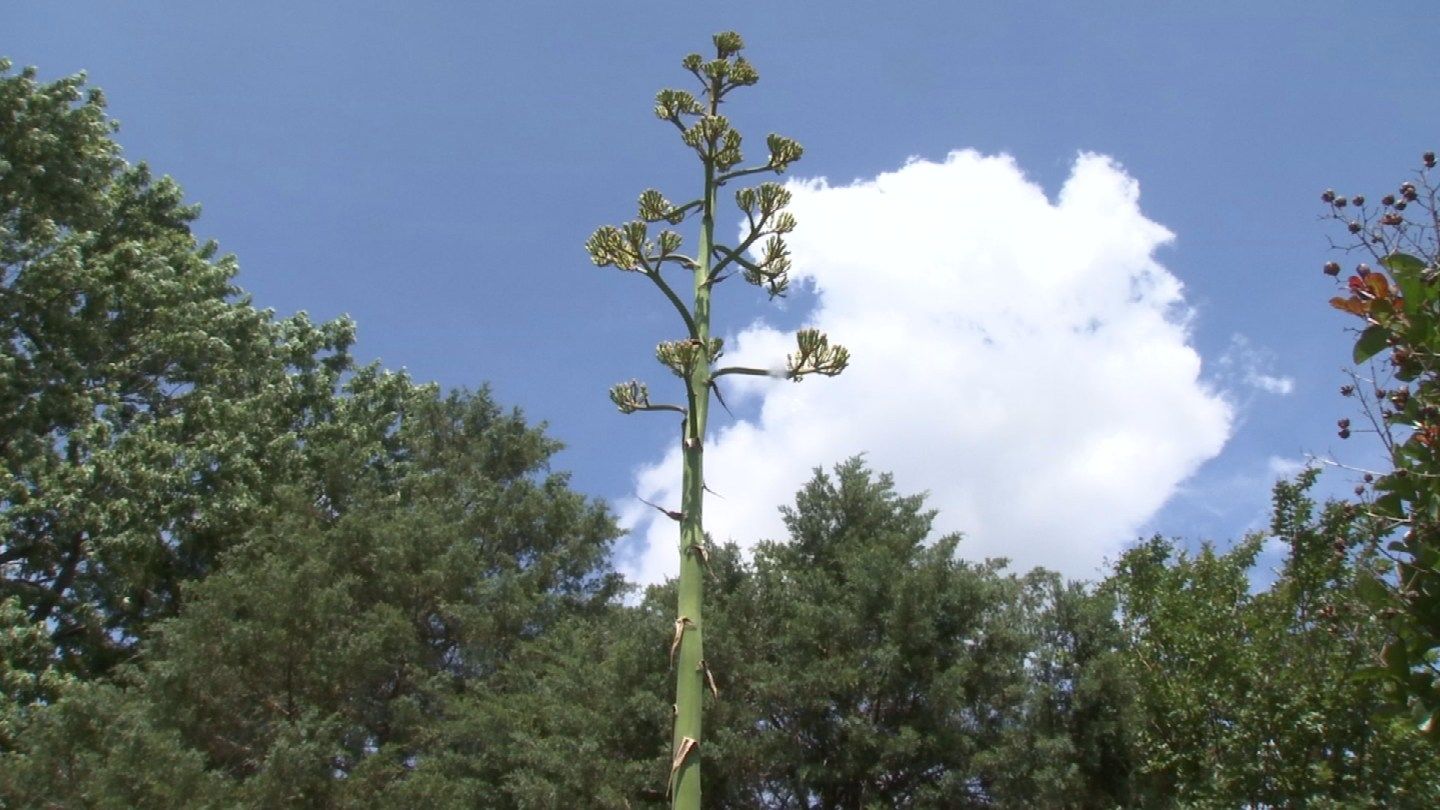 Century Plant Blooming In Tulsa