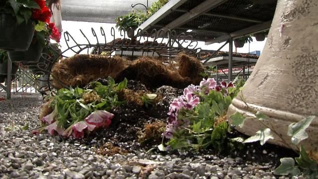 Broken Arrow Nursery Owner At Wits' End After Vandals Strike 7 Times