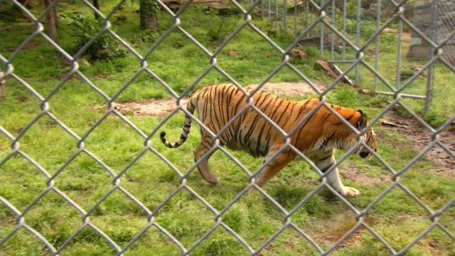 Broken Arrow Safari Built Cages With Weather In Mind
