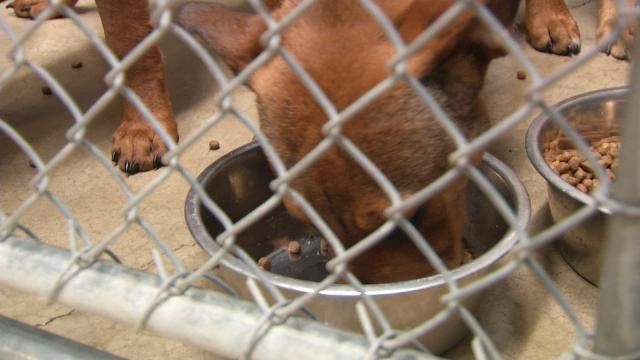 Idabel Animal Shelter Floods; Dogs Get Temporary Tulsa Home