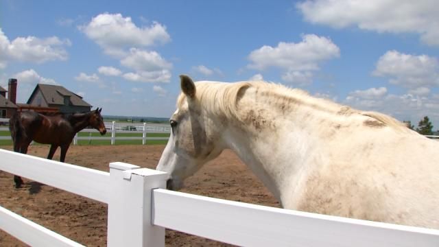 Horses Weather Inola Tornado Outside Stable