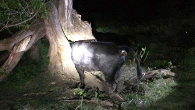 Verdigris Firefighters Share Cow Rescue Photo On Facebook