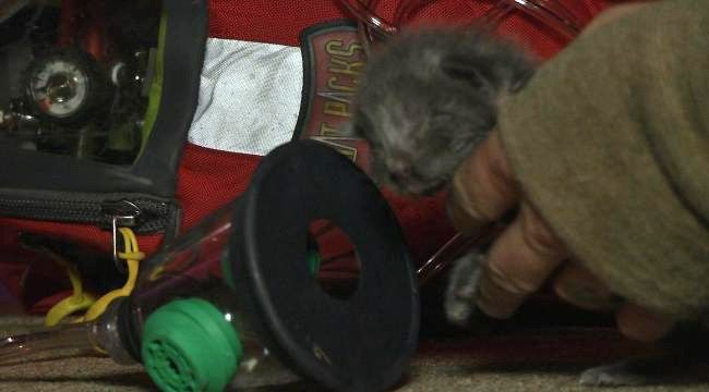 Two Kittens Survive Tulsa House Fire