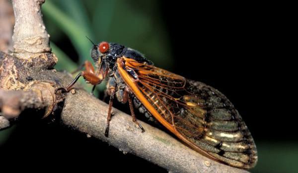Red-Eyed Cicadas Appear In Oklahoma For First Time In Almost 20 Years