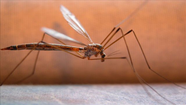 West Nile Virus Confirmed In Okfuskee, McIntosh Counties