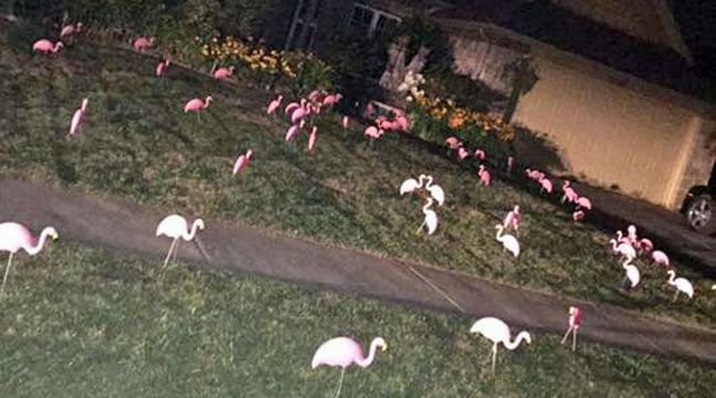 Owasso Family Gets 'Flocked' By Tulsa Vette Set