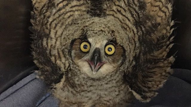 OSU To Release Great Horned Owl Nestling Found At Stillwater Campus