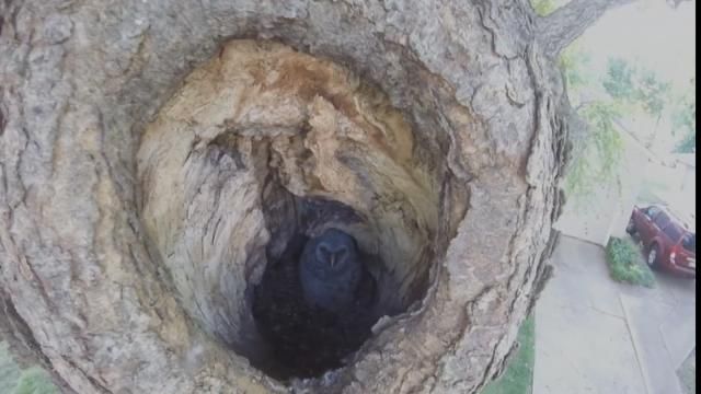 Midtown Tulsa Owl Babies Grow In Size And Number