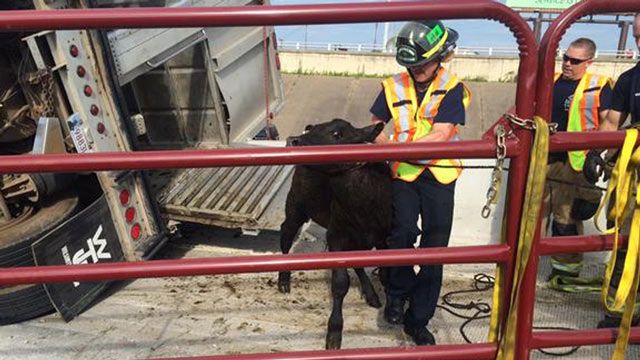 Trailer Loaded With Cattle Crashes On Downtown Tulsa Highway Ramp