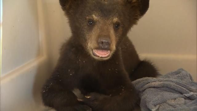 Oklahoma Bear Cub Has New Home In Texas