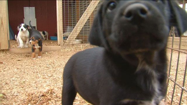 Oklahoma Jumps In Flea And Tick Activity Rankings