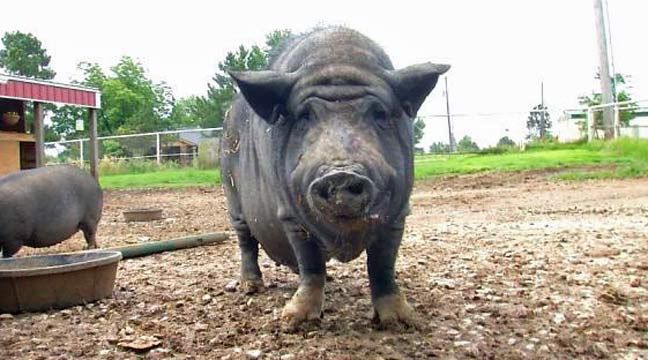 Sand Springs Woman Creates 'Hamalot' Haven For Rescued Potbellied Pigs