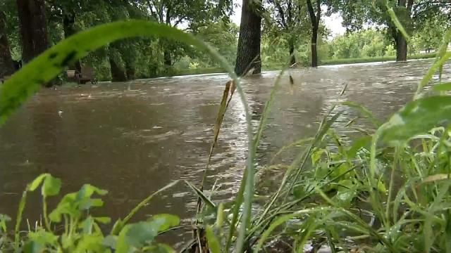Rain Leaving Tulsa Yards With Pest, Fungus Problems