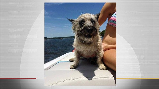 Chelsea Teen Rescues Dog Stranded In Middle Of Grand Lake