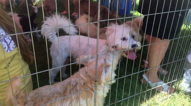 Jenks Rock And Rescue Event Connects Pets With New Homes