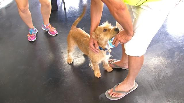 New Animal Adoption Center Opens At LaFortune Park