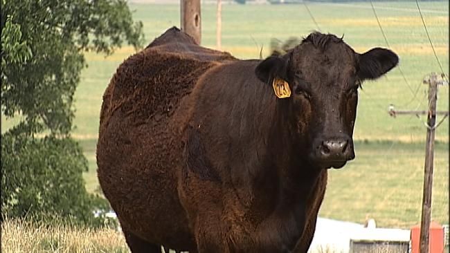 Henryetta Teen Arrested For Stealing Livestock