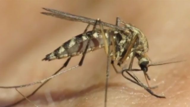 Oklahoma County Health Department Confirms Human Case Of West Nile Virus