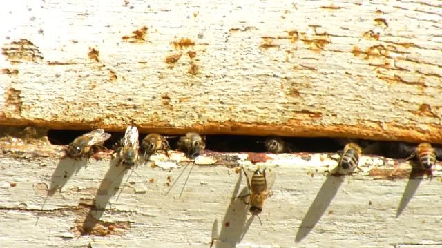 Saving Oklahoma's Bees