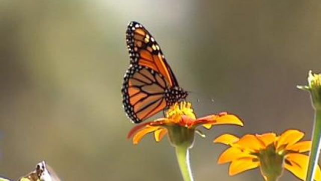 Funding Sought To Save Monarch Butterflies Flying Across Tulsa