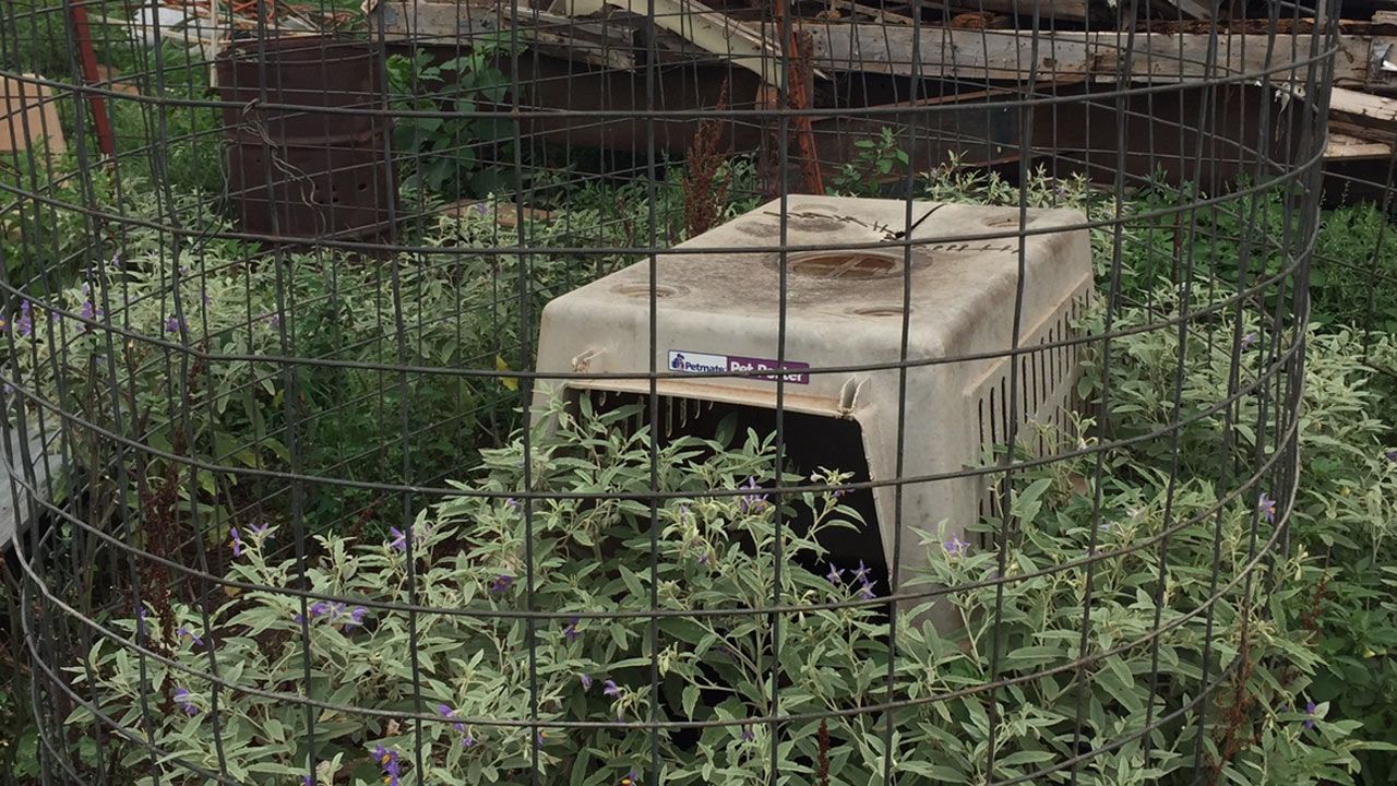 Humane Society of Tulsa Rescues 24 Dogs Near Medford