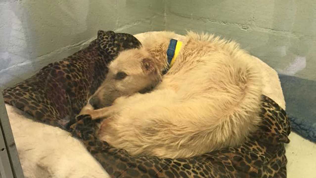 Tulsa Humane Society Seeks Donations After Animal Cruelty Rescue