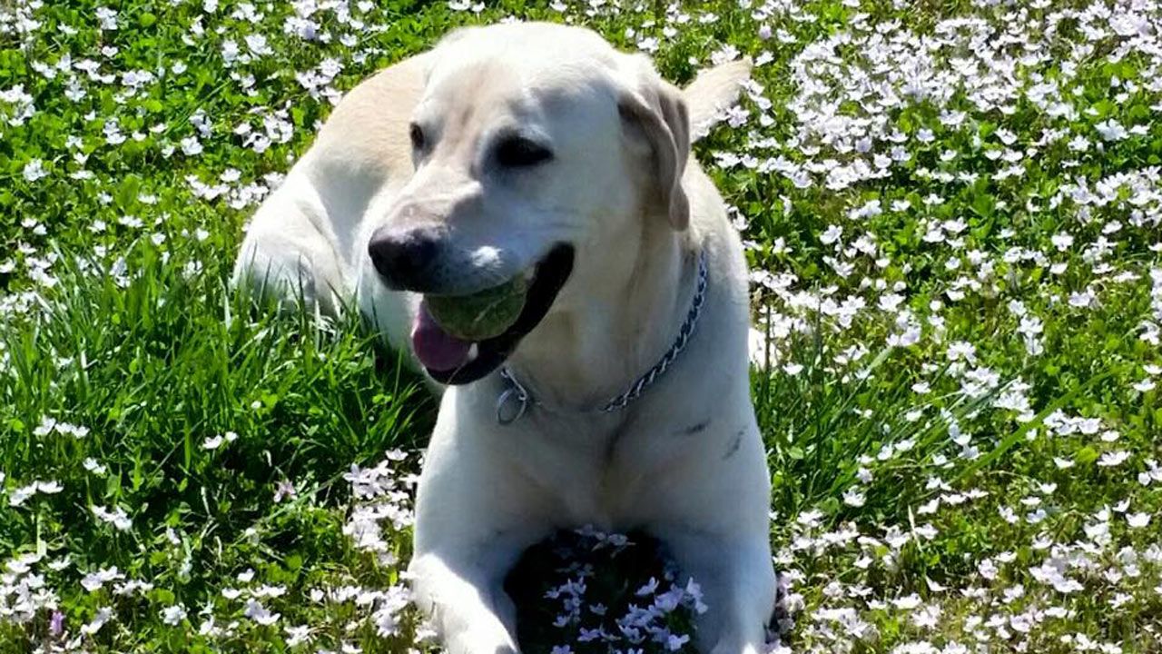 Muldrow Police Dog Dies When SUV Air Conditioner Malfunctions