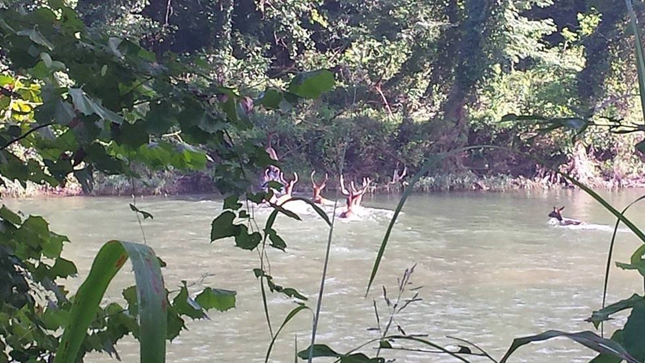 Photos Of Elk Crossing River Near Tahlequah A Hit On Social Media
