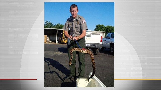 Ranger Captures Rattlesnake At Oologah Lake