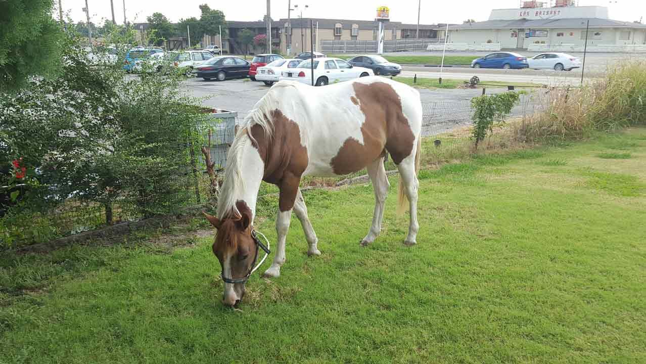 Good Samaritans Wrangle Horse Running Loose In Tulsa