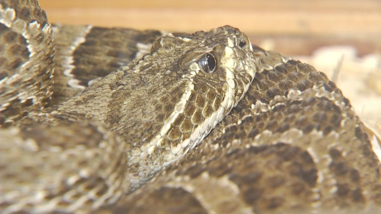 Rattlesnake Sightings On The Rise In NE Oklahoma