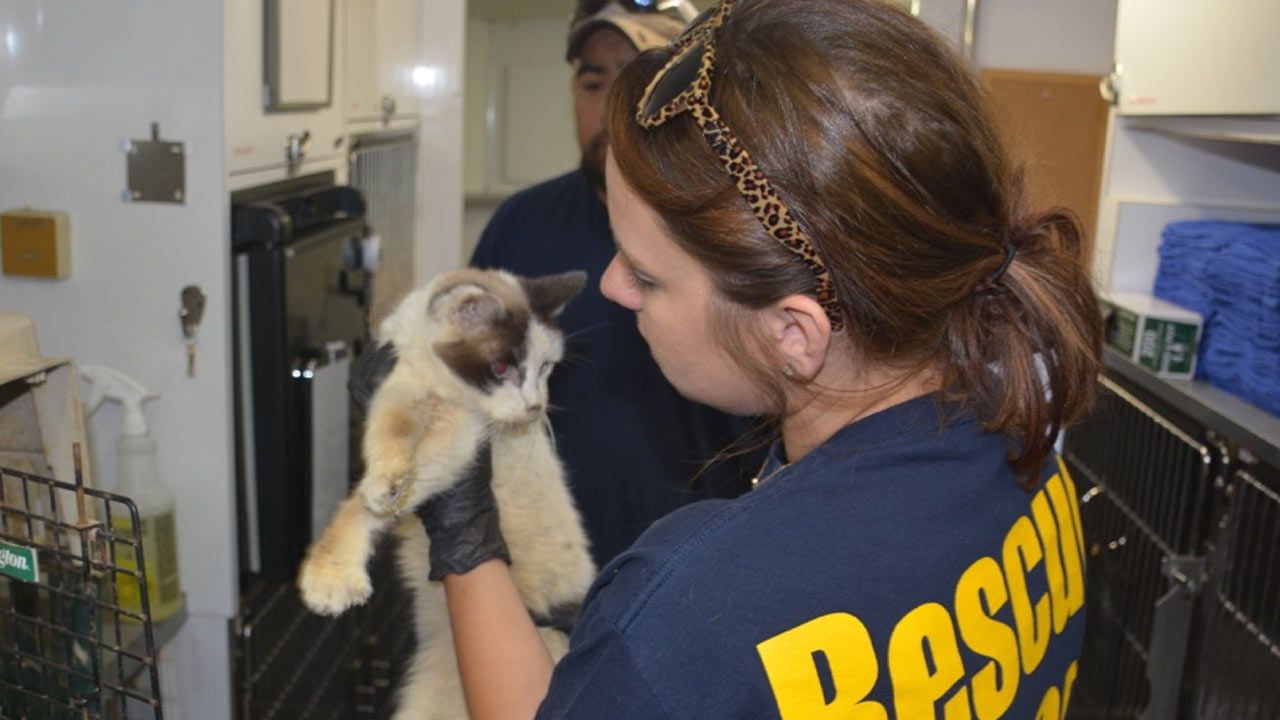 Cats Rescued From Terminally Ill Oklahoma Owner Need New Homes