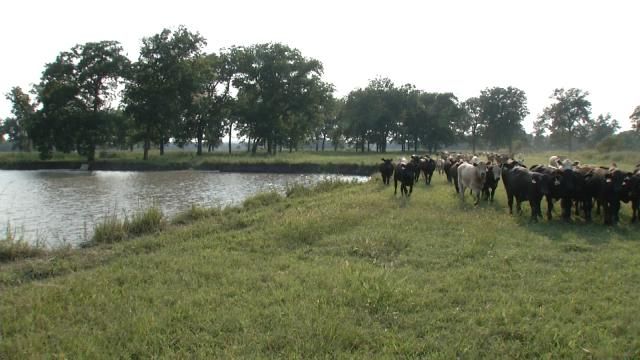 Oklahoma Ranchers Affected By New Federal Clean Water Act Rules